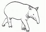Tapir Coloring Pages Brazilian 210px 38kb sketch template