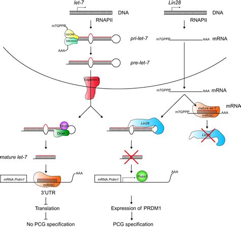 The Role Of Non Coding Rnas In Male Sex Determination And