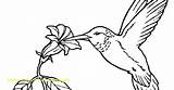 Hummingbird Coloring Ruby Throated Pages Getdrawings sketch template