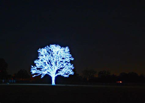 amazing lighted tree   happened   driving alo flickr