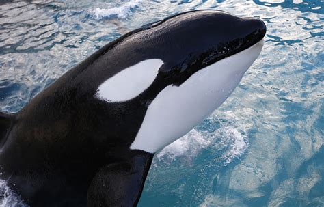 pods   hunt killer whales pictures cbs news