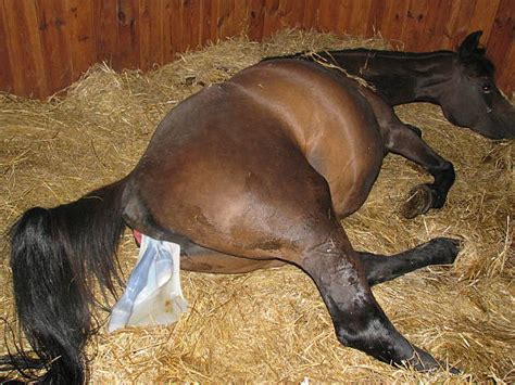top  newborn horse stock  pictures  images istock