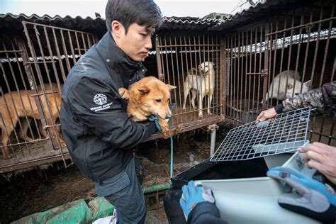 south korea contemplates  dog meat ban charity closes   dog