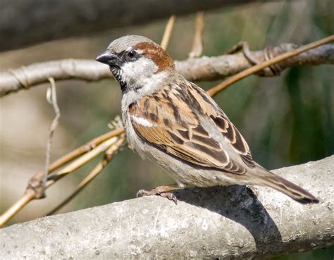 house sparrow passer domesticus boreal songbird initiative