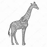 Giraffe Volwassenen Boek Kleuren Adultos Jirafa Stockillustratie Zentangle Jirafas Kleurplaten Depositphotos Alexanderpokusay sketch template