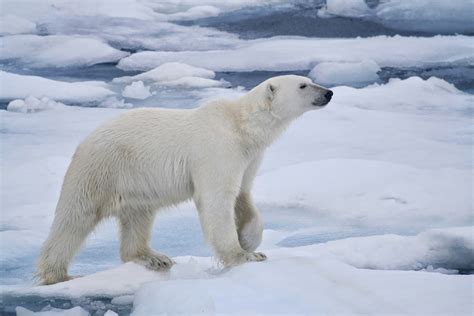 polar bears animals amazing facts latest pictures  wildlife