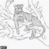 Leopard Colorir Felinos Leopardo Resting Colouring Zoo Cheetah Easy Dieren Oncoloring Onça Sobre sketch template