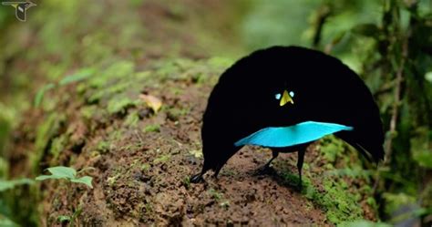 A New Species The Vogelkop Superb Bird Of Paradise