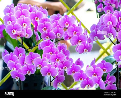 phalaenopsis orchids flowers bloom  spring lunar  year  adorn