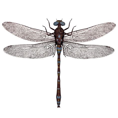 dragonfly  stock photo public domain pictures