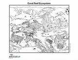 Reef Ecosystem Biome Biomes Corals Designlooter Nationalgeographic sketch template