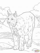 Coloring Lynx Pages Bobcat Eurasian Colorings Drawing Caracal Printable Getdrawings Color Board Linx Animals Getcolorings Steer Galleryhip Choose Default Sites sketch template