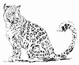 Leopard Snow Coloring Pages Drawing Colouring Baby Sheet Printable Getdrawings Getcolorings Colorin Color Drawings sketch template