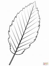 Coloring Alder Leaf sketch template