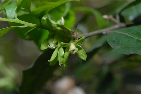 diospyros rhombifolia hemsl jpg flickr