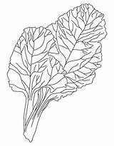 Coloring Pages Vegetable Drawing Kale Chard Vegetables Leafy Kids Print Template Getdrawings Popular Sketch sketch template