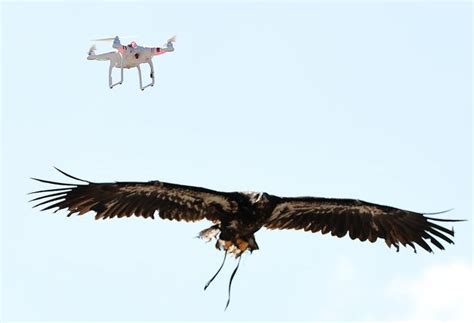 vladimir putin   trained birds  prey    spy drones  guard kremlin world