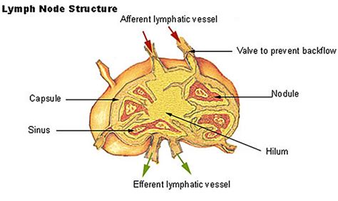 File Lymph Node Structure  Embryology