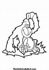 Gorilla Coloring Pages Silverback Getcolorings Printable Getdrawings sketch template