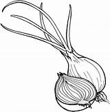 Vegetable Coloring Pages Onion sketch template