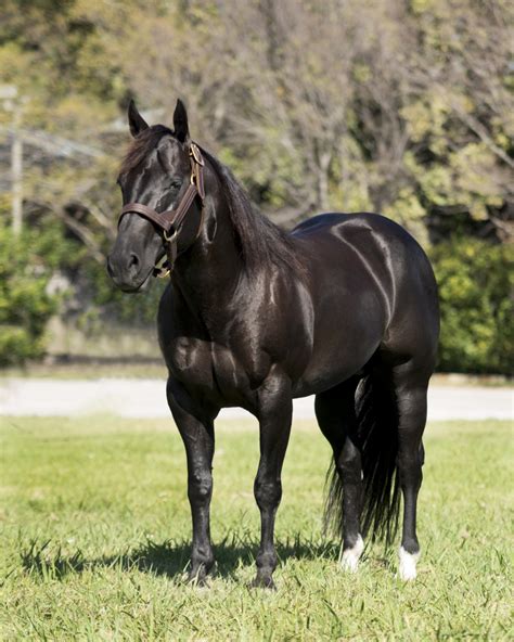 black horse facts  pictures