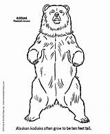 Bear Coloring Wild Pages Standing Outline Animal Grizzly Kodiak Animals Drawing Kids Print Clipart Outlines Honkingdonkey Drawings Sheets Colouring Printable sketch template