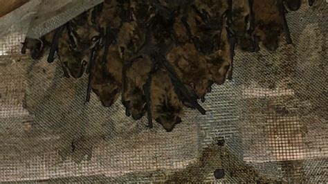 dozens  bats nest  yorktown womans attic newsnowcom