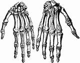Hand Human Bones Skeleton Drawing Anatomy Bone Clipart Draw Clip Cliparts Getdrawings Library Muscle Finger Etc Medium Original Large sketch template