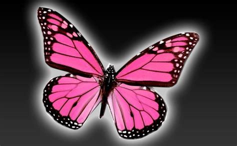 pink butterfly backgrounds wallpaper cave