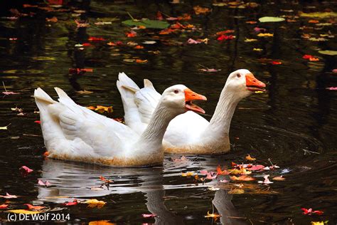 embden geese anser anser domesticus hati  skoll gallery