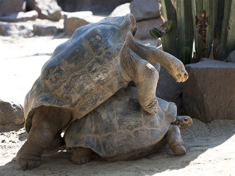 Galápagos Tortoise Sex Nathan Rupert Flickr