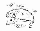 Hedgehog Coloring Pages Printable Sheets Drawing Kids Colouring Animal Print Cartoon Hedgehogs Line Color Summer Pdf Animals Baby Cute Coloringcafe sketch template