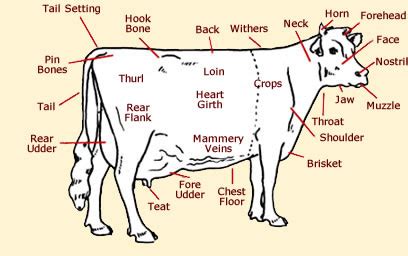 cattle reids animalz science