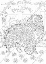 Coloring Shetland Sheepdog Sheltie sketch template