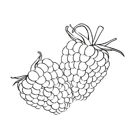 raspberry coloring pages pictures fantasy coloring pages