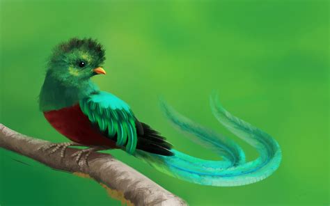 pin  ave nacional de guatemala el quetzal cadh