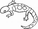 Coloring Salamander Bearded Dragon Getcolorings Color sketch template
