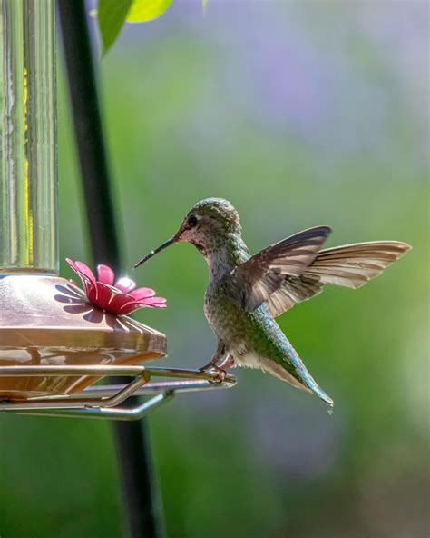 stock photo  bird hummingbird