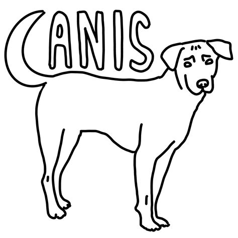C For Canis