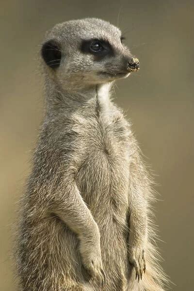 meerkat sentry  sand  nose kalahari botswana print