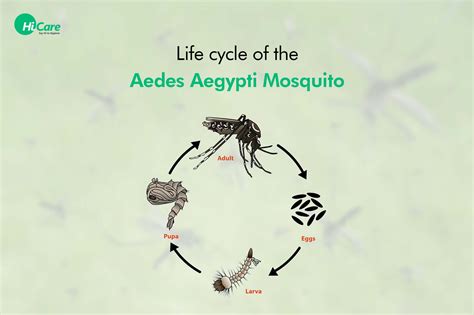 aedes mosquito eggs