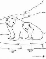 Polar Bears Coloring Color Pages Hellokids Print sketch template