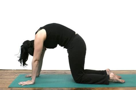 cat cow pose for seniors at yoga gallery
