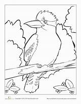 Kookaburra Coloring Designlooter sketch template
