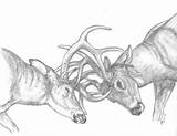 Wildlife sketch template