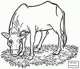 Angus Drawing Bull Coloring Pages Cow Cattle Getdrawings sketch template
