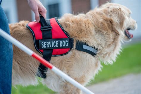 service dogs required  wear  vest therapy pets unlimited