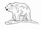 Coloring Bear Polar Ice Netart sketch template