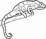 Lizard Coloring Pages Reptiles Drawing Outline Lizards Chameleon Template Kids Line Drawings Gecko Easy Reptile Printable Adults Simple Man Color sketch template