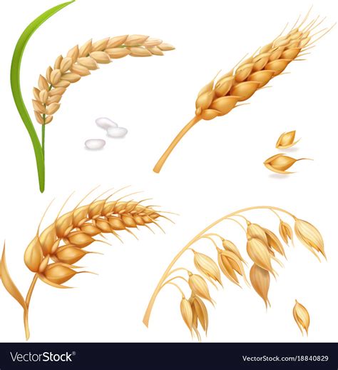 wheat barley rice  oats ears set royalty  vector